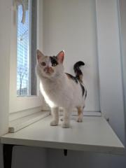 Fundtier Tier-ID 39825